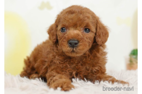 成約済の千葉県のトイプードル-226445の3枚目